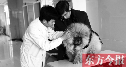在一家大型寵物醫(yī)院里，生病的狗狗正在接受治療