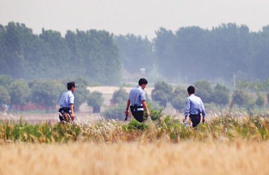 昨日上午，合肥長豐縣雙墩鎮(zhèn)，民警分成小隊在案發(fā)村莊附近麥田搜捕嫌犯。記者劉玉才/攝