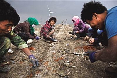 大雨將至，渤海邊的蟹池旁，蟹農(nóng)們不慌不忙地收綁梭子蟹。