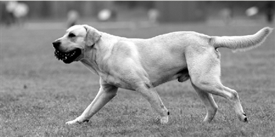 養(yǎng)犬限高35厘米一旦實(shí)施，拉布拉多、金毛等大型犬將被禁養(yǎng)。