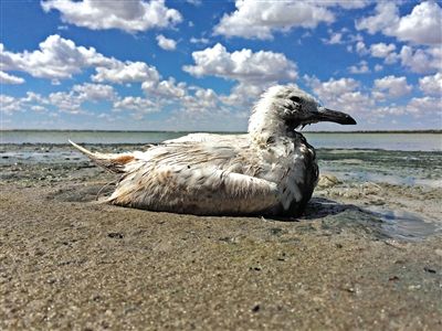 死去的鳥兒達(dá)到200多只，還有鳥兒在湖邊淤泥中掙扎著。