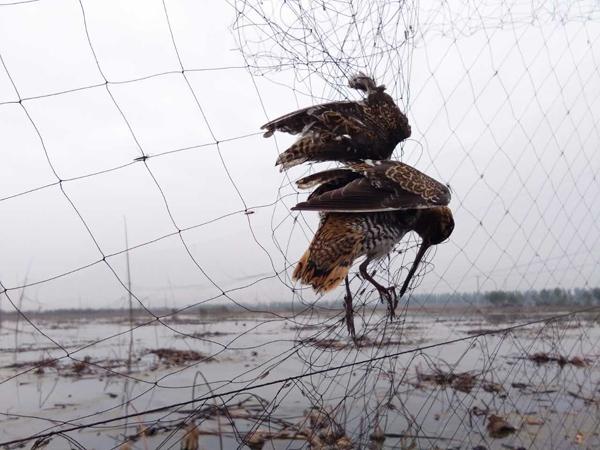 河北白洋淀發(fā)現數千米捕鳥網 死鳥難以數清(圖)