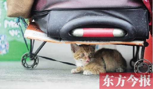 昨日，鄭州火車站廣場。一只小貓鉆到了行李下躲避烈日