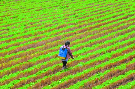 6月28日，內(nèi)黃縣東莊鎮(zhèn)馬固村農(nóng)民在花生地里噴施農(nóng)藥。