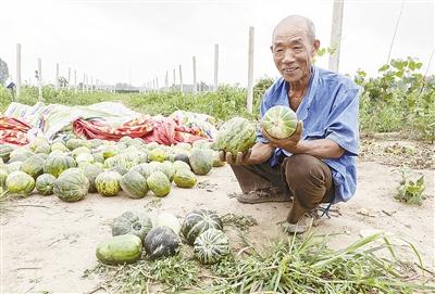 種的是“三白瓜”，長出來的瓜非常雜，其中最多的是本地甜面瓜，俗稱“一窩猴”