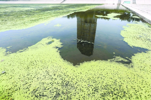 幾近干涸、臭氣熏天、長(zhǎng)滿水草的東風(fēng)渠，已不見往日容顏　 記者 侯建勛/攝