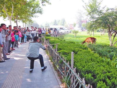 工作人員悄悄走近梅花鹿，準(zhǔn)備發(fā)射麻醉針。