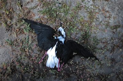 死去的鳥兒達到200多只，還有鳥兒在湖邊淤泥中掙扎著。