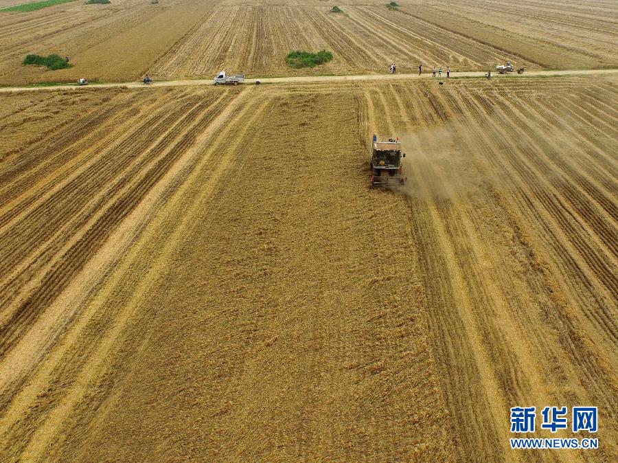 這是5月28日在河南省南陽市唐河縣甘河灣村航拍的麥?zhǔn)宅F(xiàn)場。