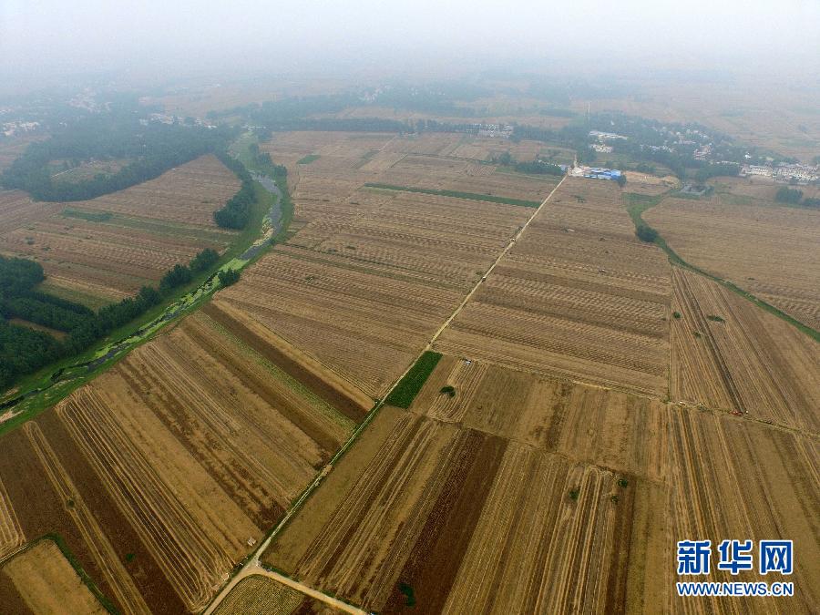 這是5月28日在河南省南陽市唐河縣甘河灣村航拍的麥?zhǔn)宅F(xiàn)場。