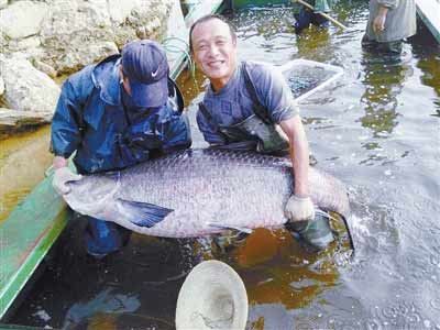 河南水庫捕到147斤重大青魚，長1.76米。