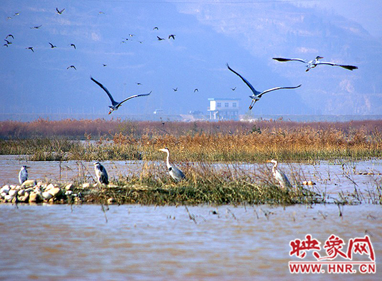 濟源小浪底景區(qū)積極籌備第五屆“觀鳥季”