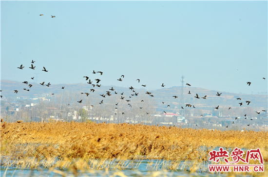 小浪底景區(qū)第五屆“觀鳥季”開幕 小浪底景區(qū)第五屆“觀鳥季”開幕