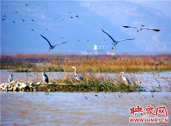 小浪底景區(qū)第五屆“觀鳥季”開幕 小浪底景區(qū)第五屆“觀鳥季”開幕