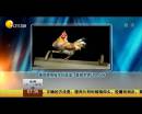 雄雞靚照催生優(yōu)質蛋？看臉世界讓人心碎