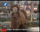 駱駝肉當(dāng)街叫賣(mài)合法？