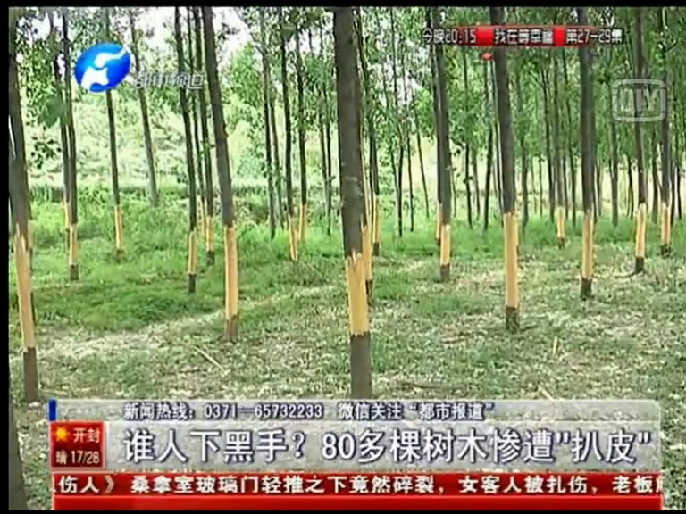80多棵樹(shù)被“扒皮” 誰(shuí)痛下黑手？