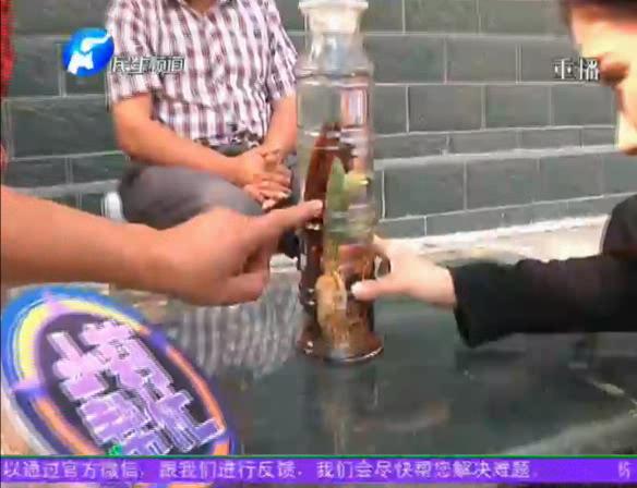 神奇！泡酒人參發(fā)芽長樹葉