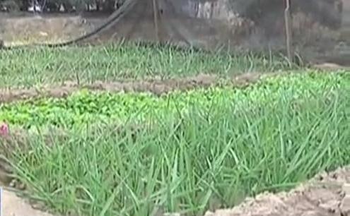 生態(tài)廊道變菜園 誰干的？