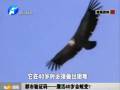 都市驗證碼——鷹活40歲會蛻變？