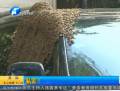 蜜蜂包圍私家車(chē) 或因蜂王爭(zhēng)霸