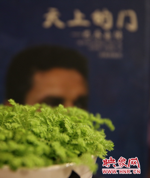 書架上精心布置的綠色植物。