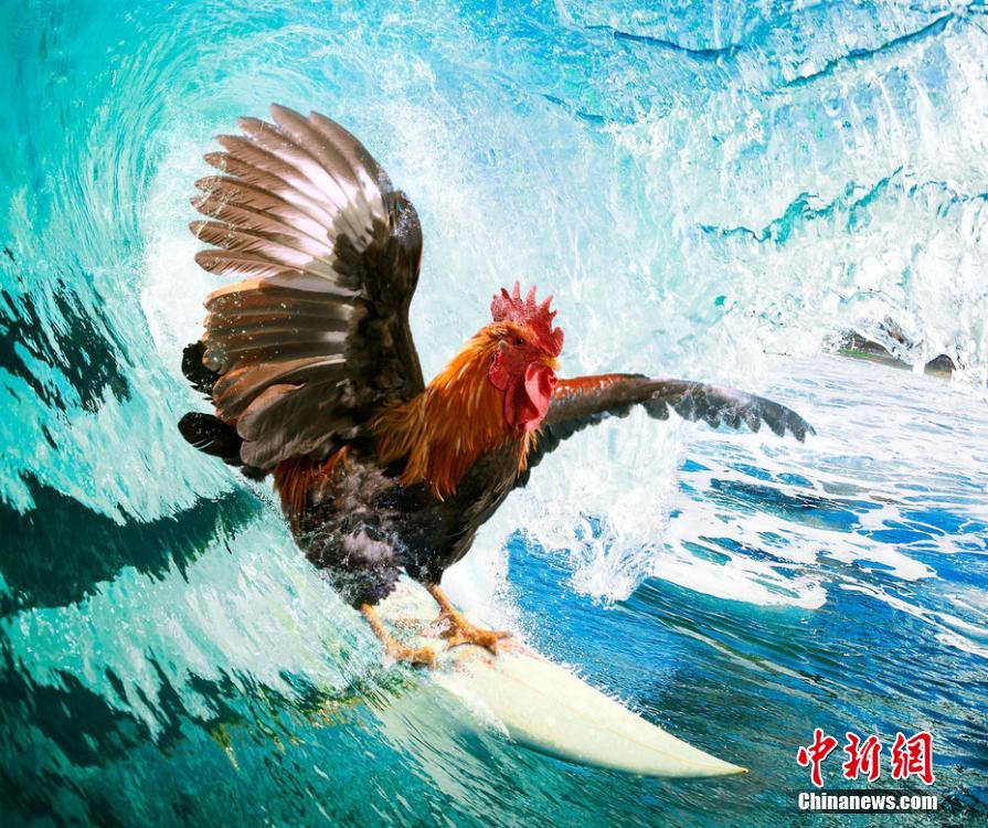有趣！英國一公司推出公雞日歷
